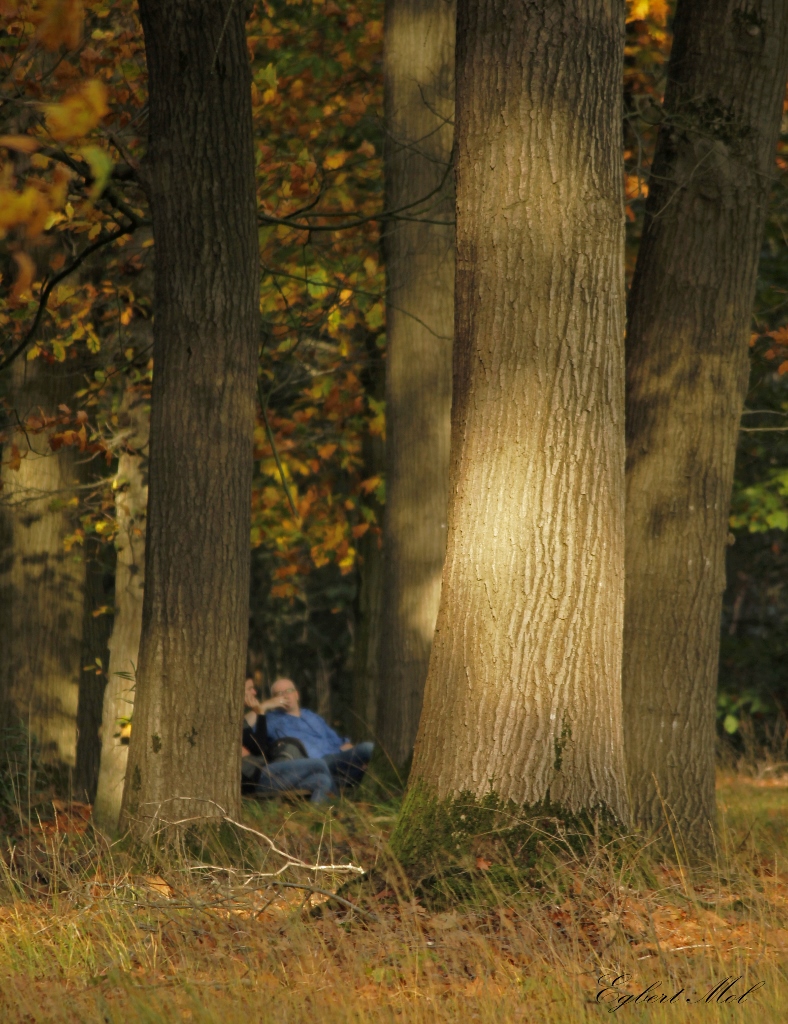 Bankje in het bos