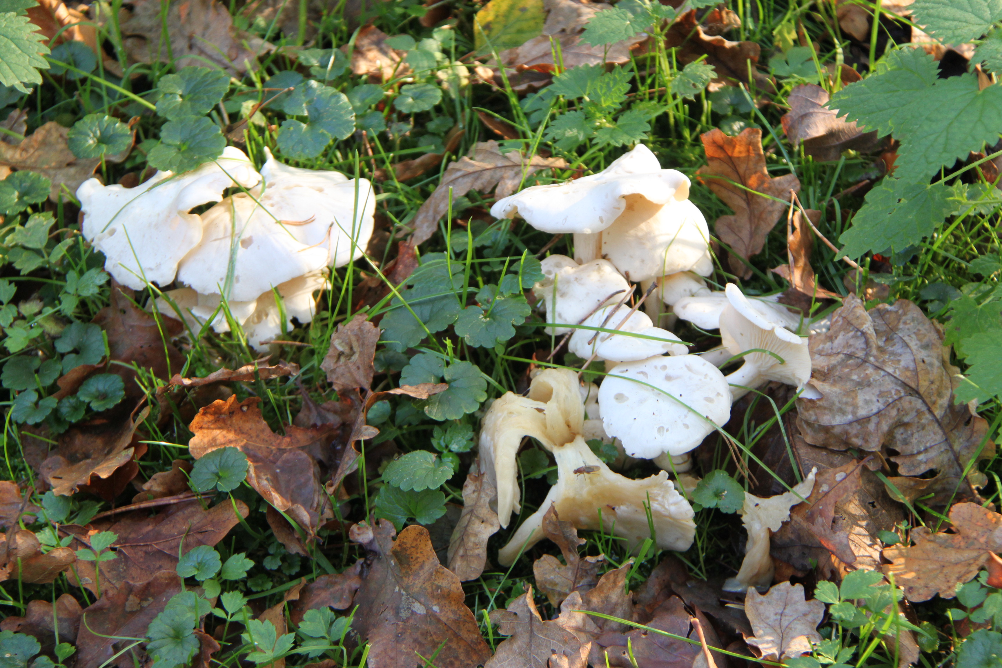 Witte paddestoelen
