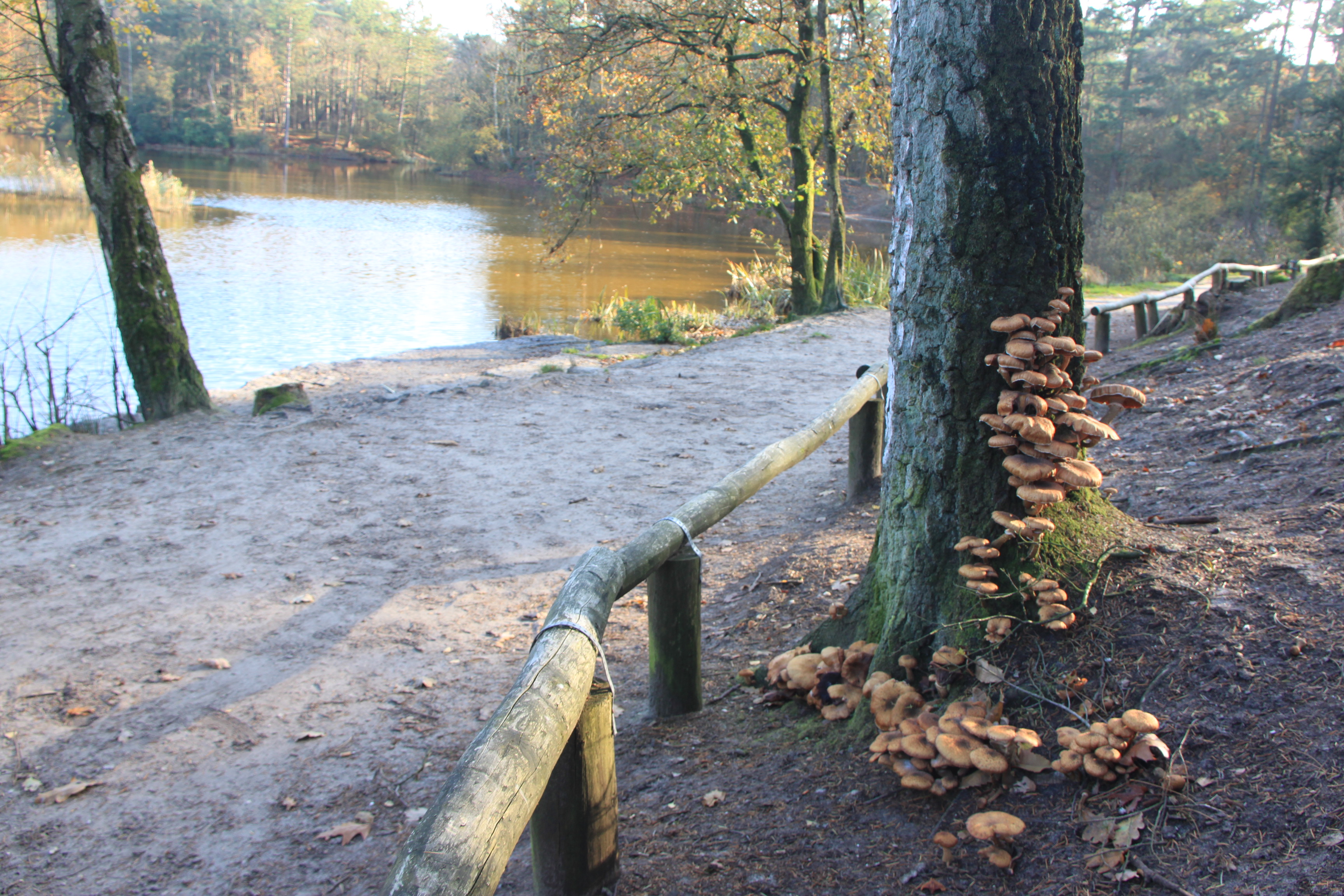 Bosvijver Amersfoort