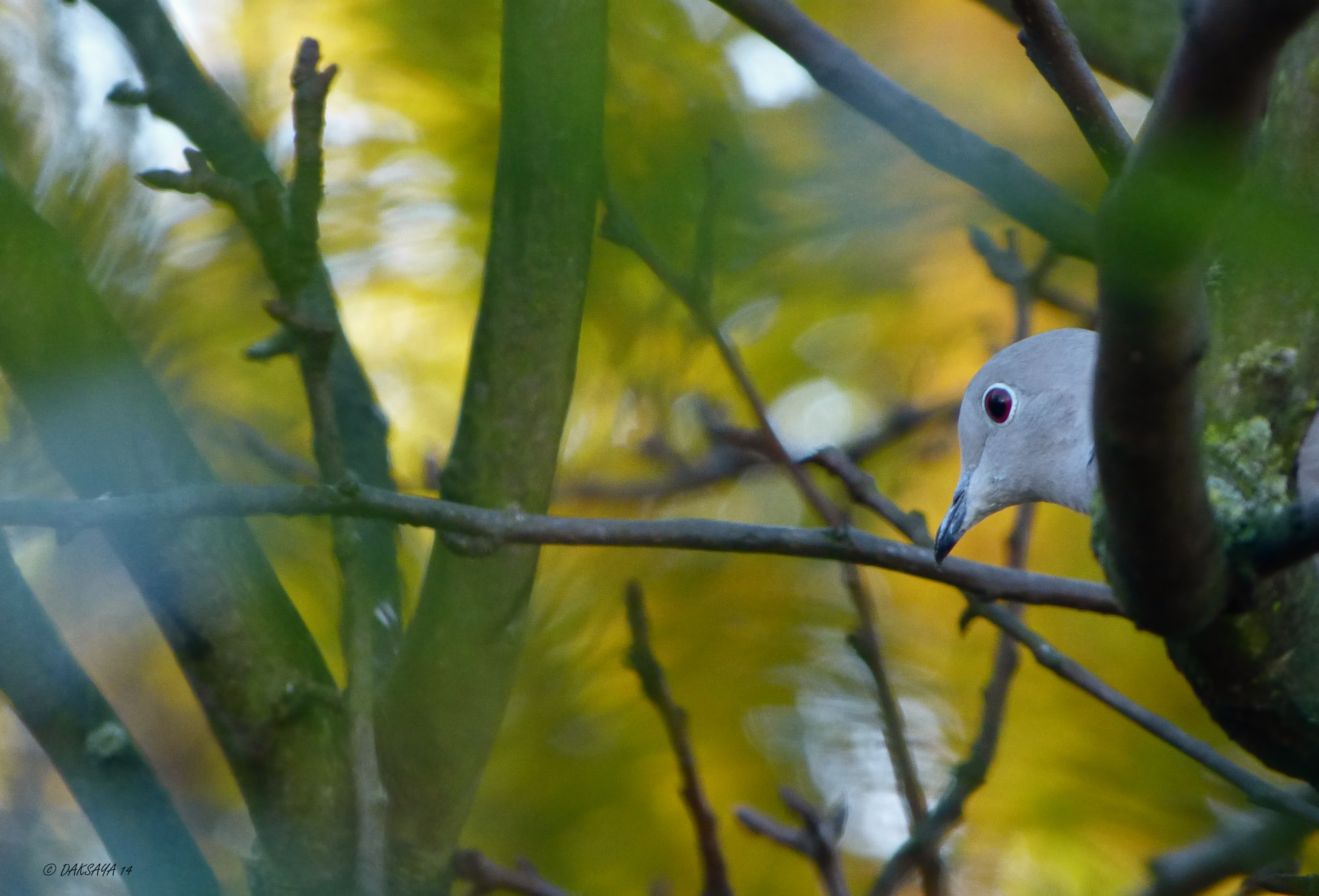 Is ie daar nog?
