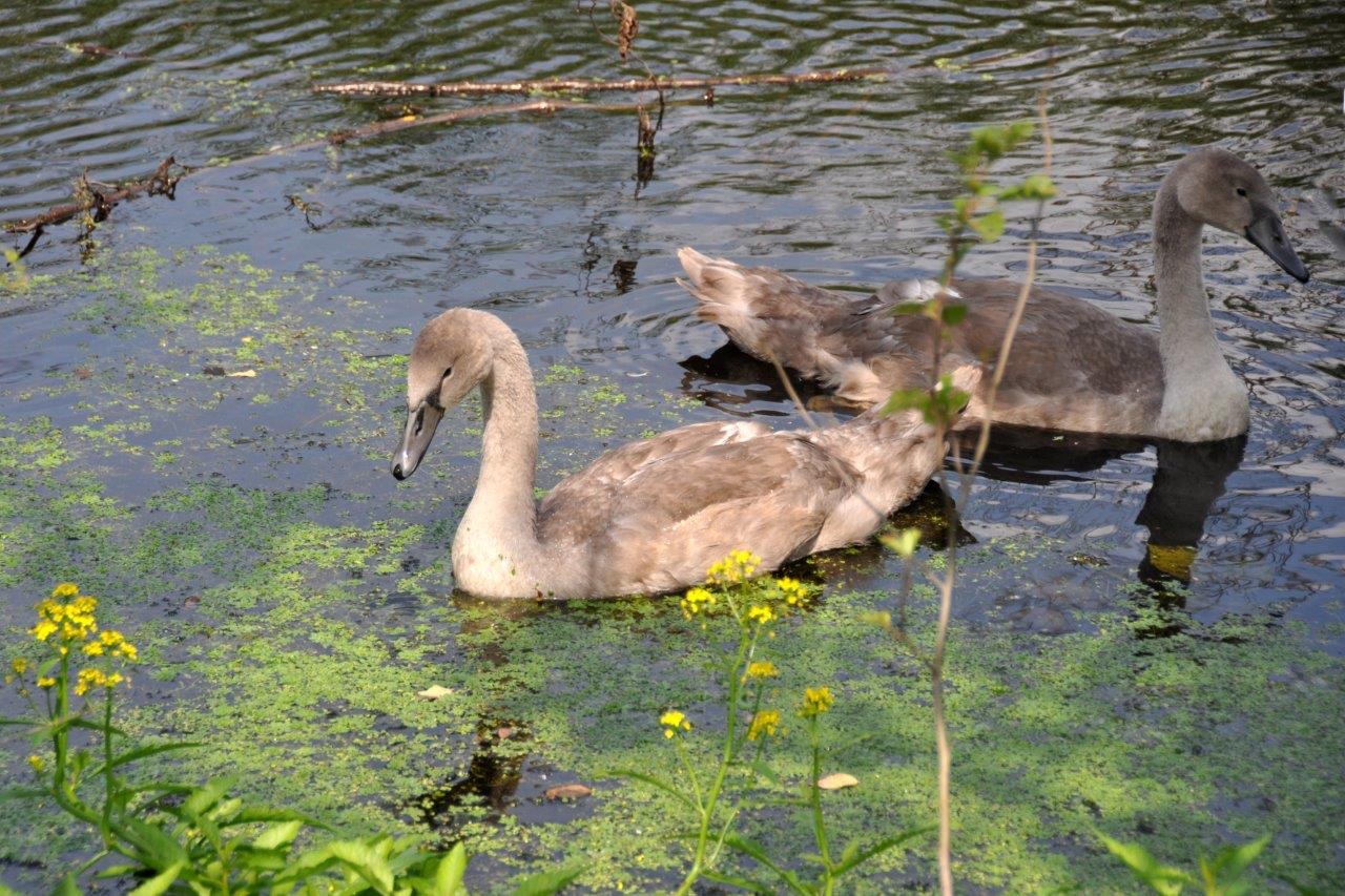 Jonge zwanen 2