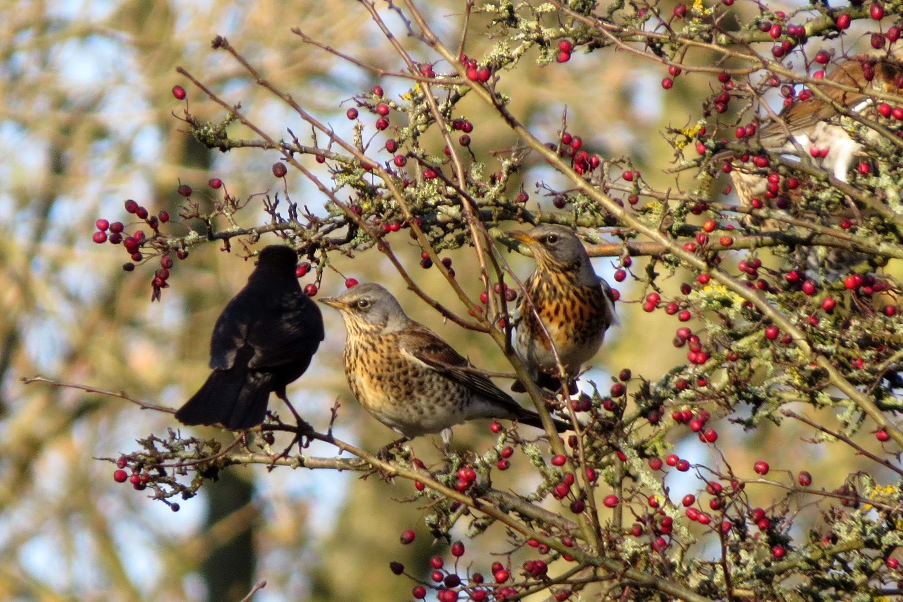 Wie is hier teveel?!