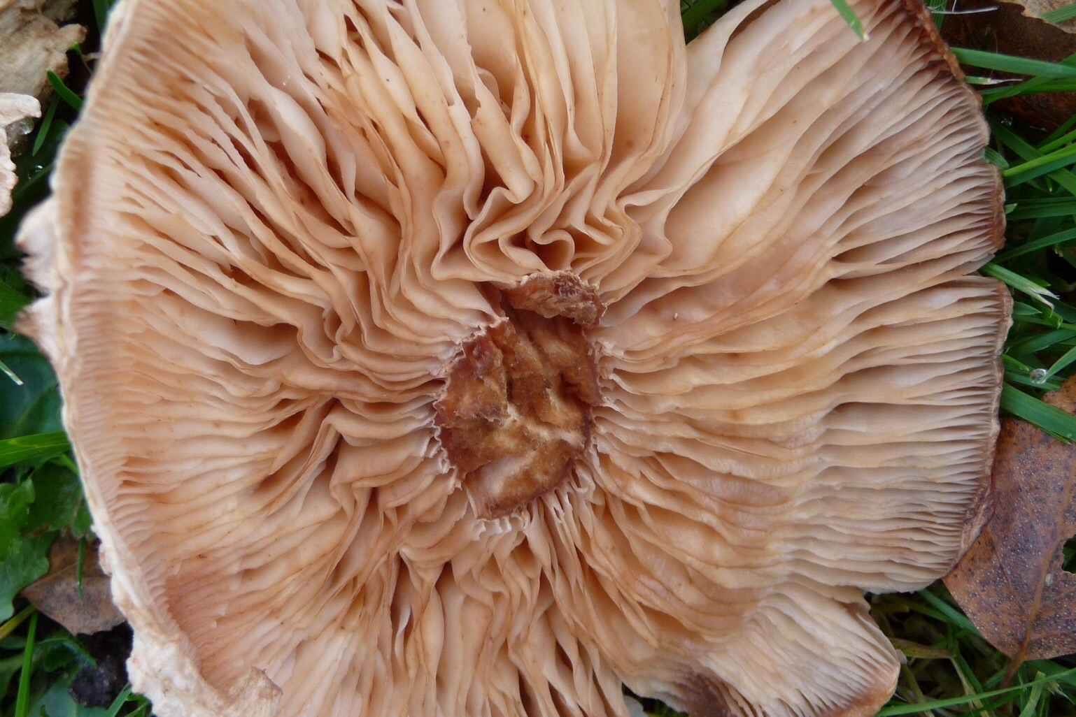 Onderkant paddenstoel