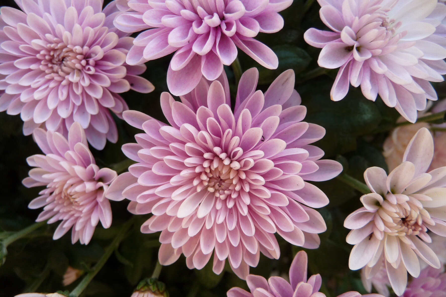 Bolchrysant