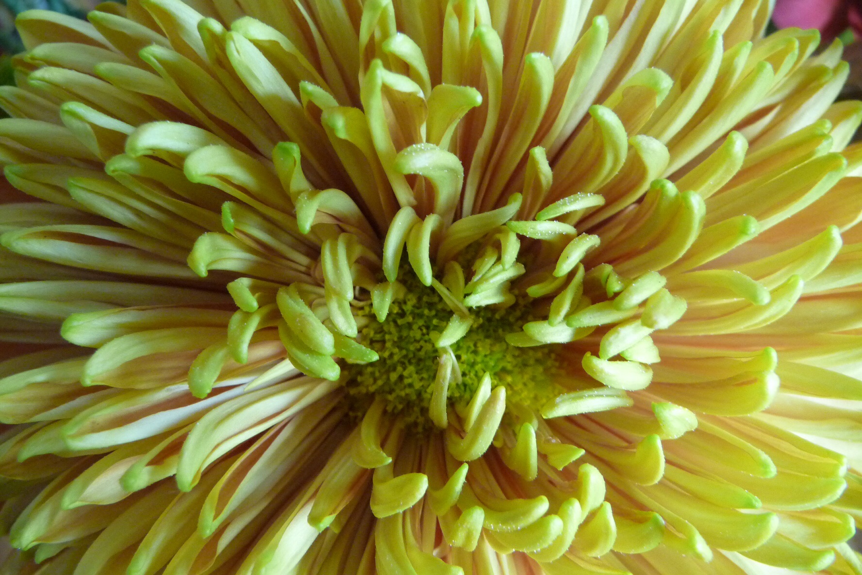 Chrysant