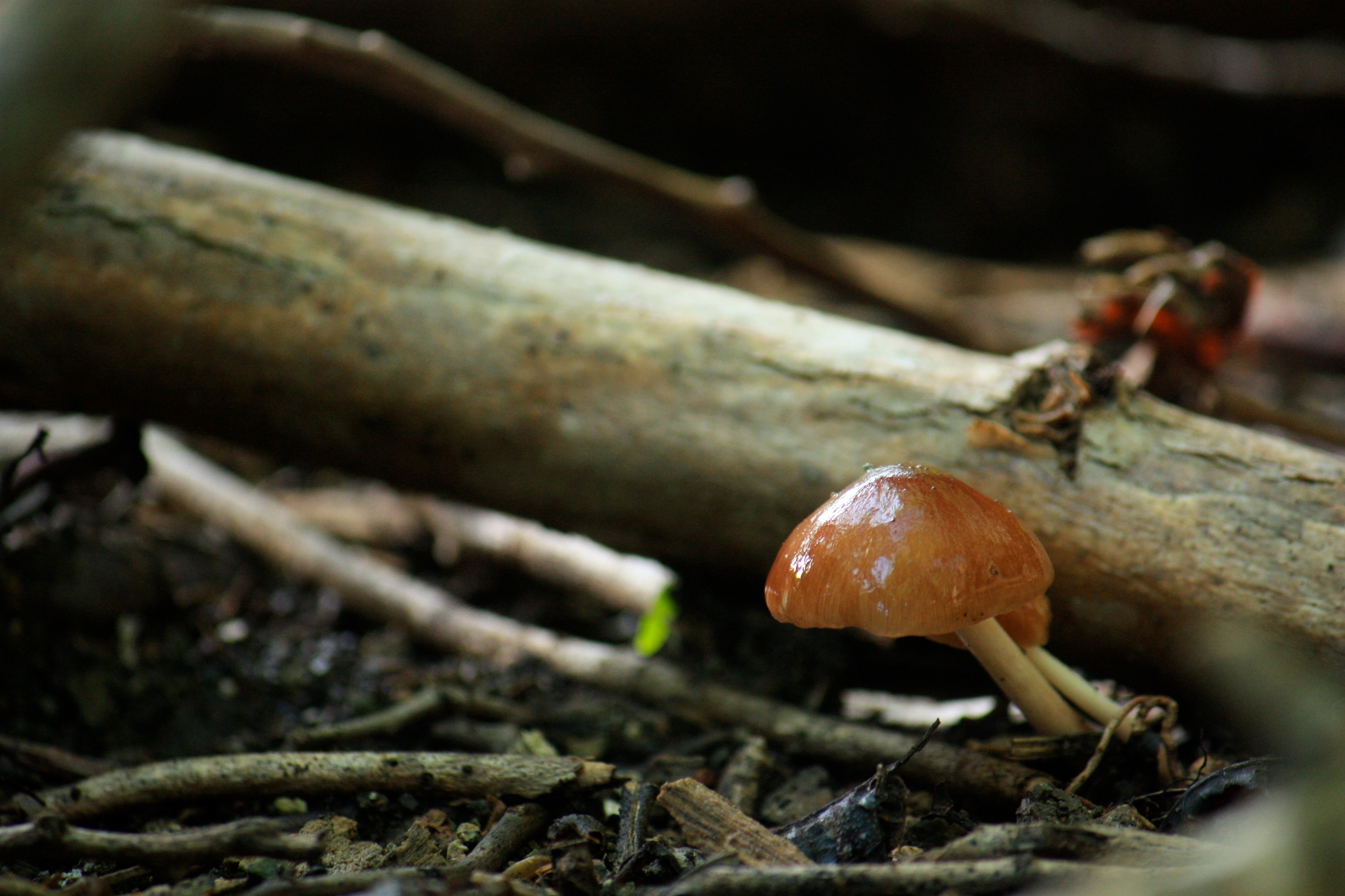 Paddestoelen op Curaçao (1)
