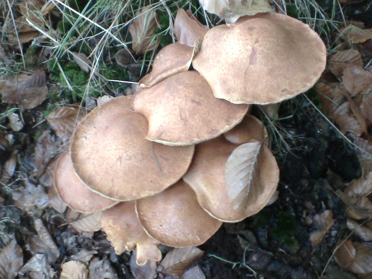 paddestoelen