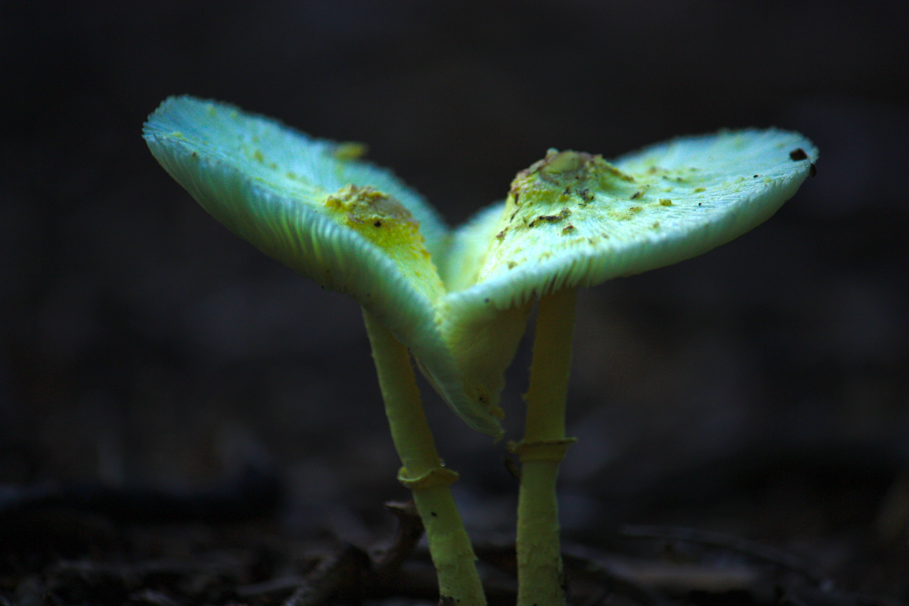 Paddestoelen op Curaçao (2)