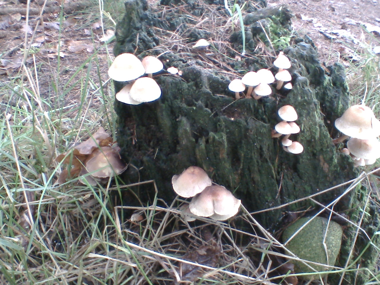 paddestoelen