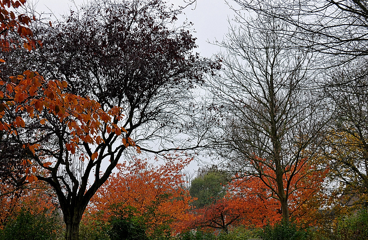 Herfstkleuren.
