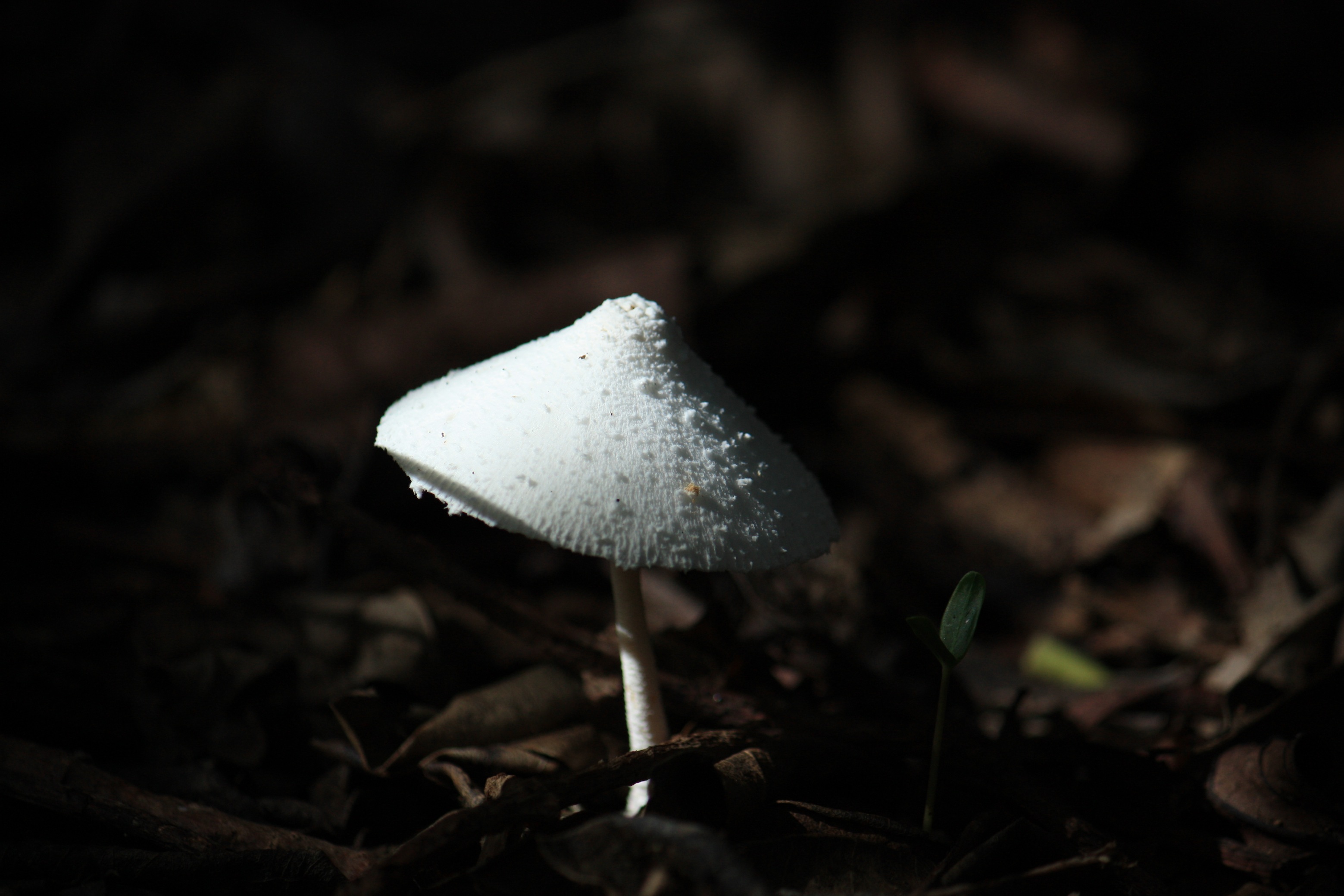 Paddestoelen op Curaçao (5)