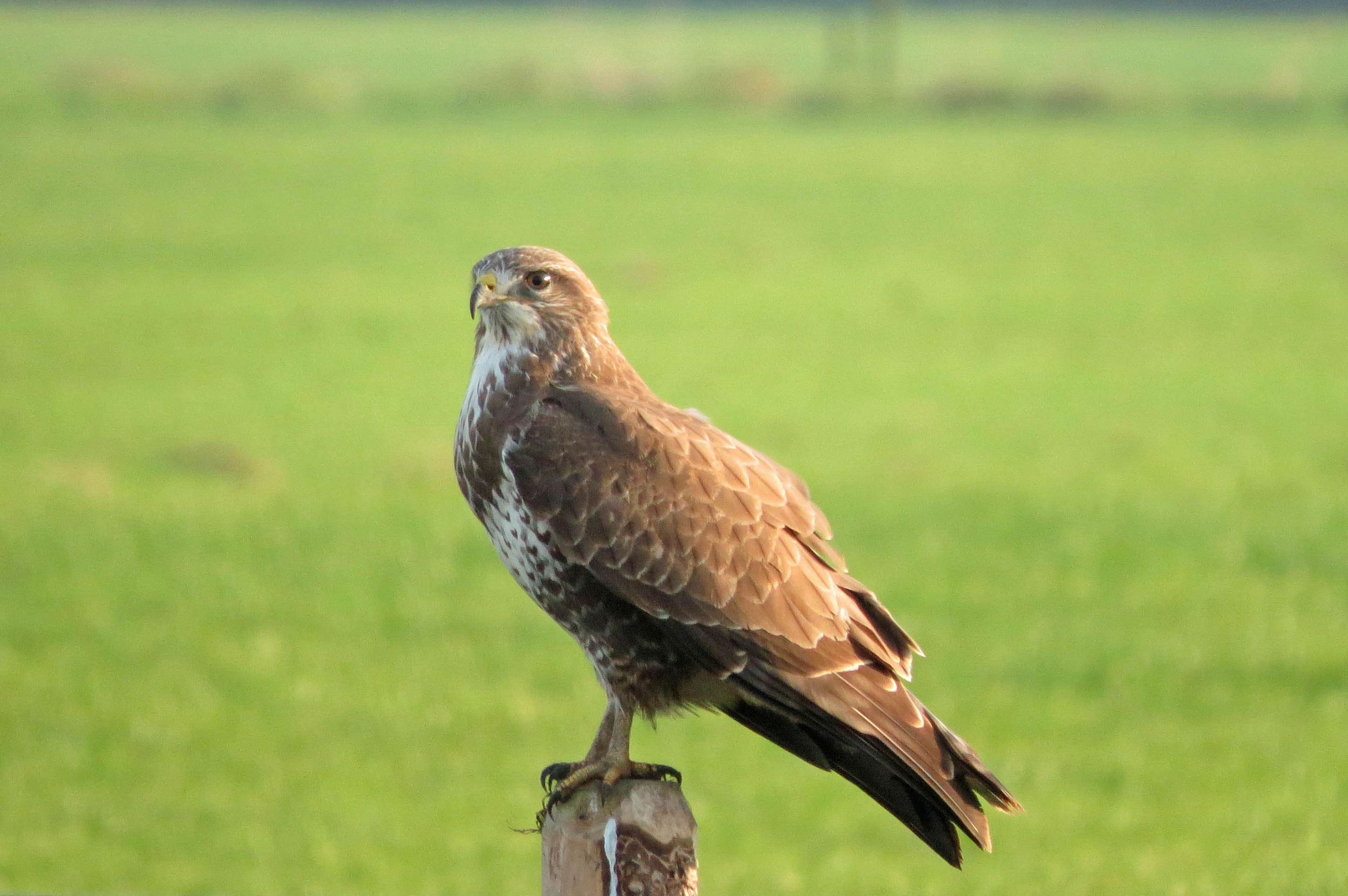 Buizerd