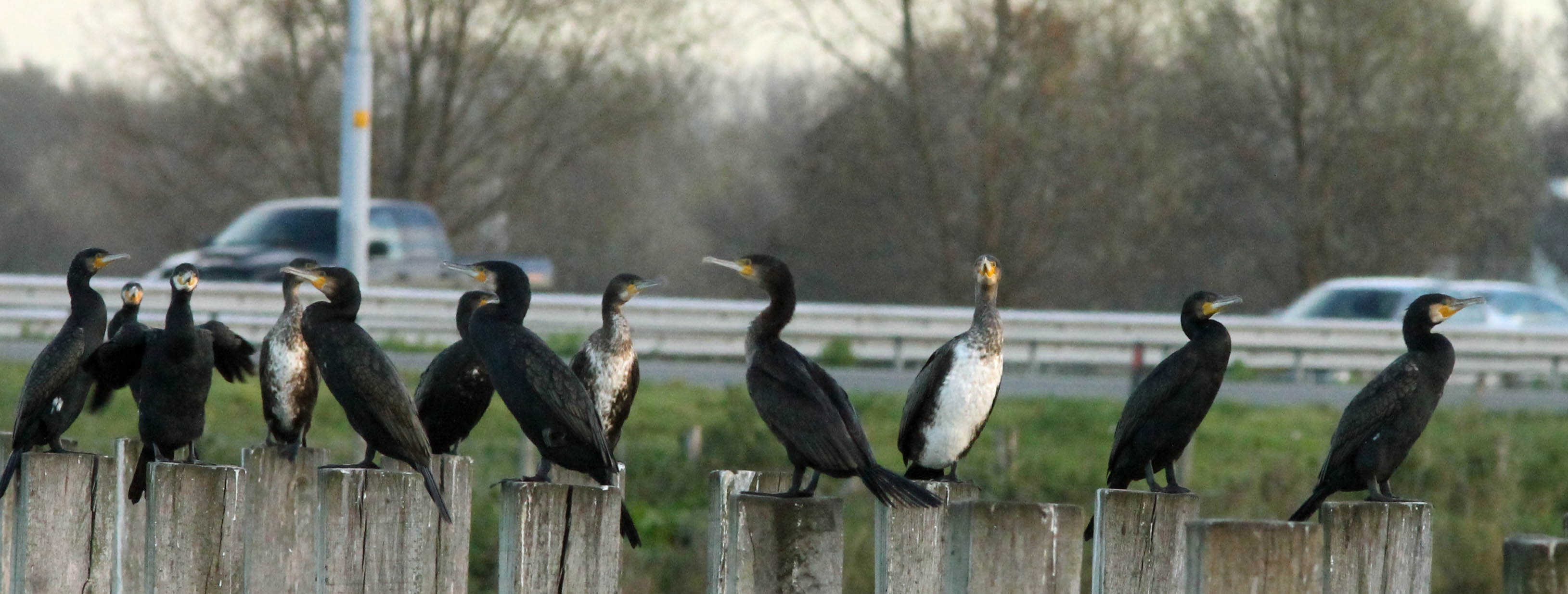 Ook jonge aalscholvers