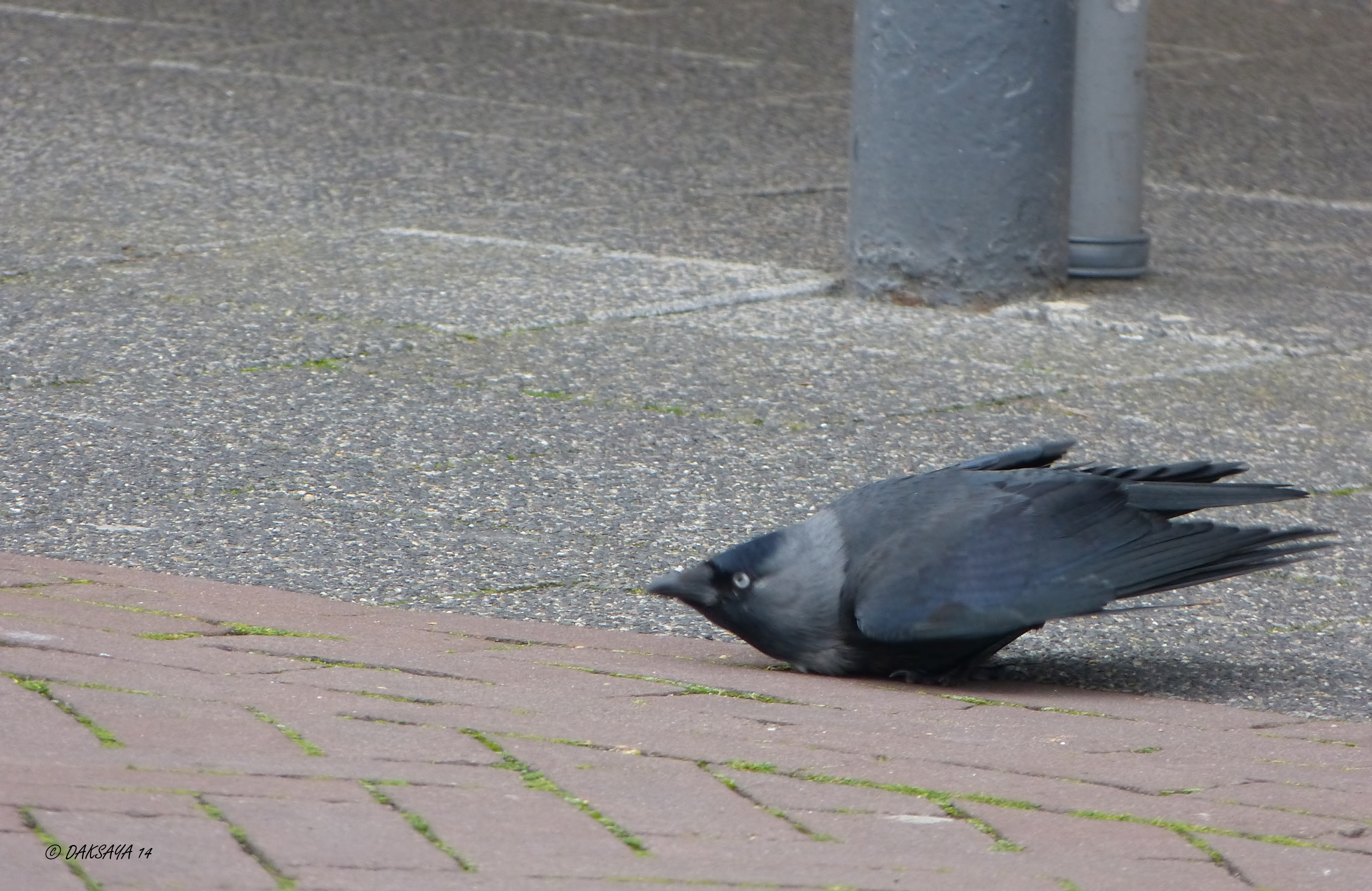 Buikschuiver