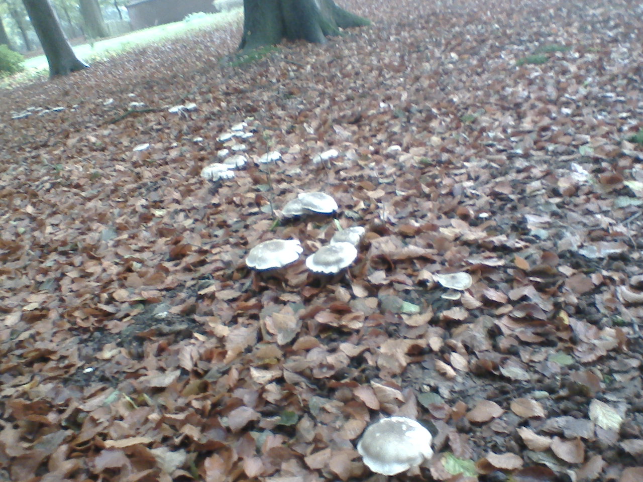 paddestoelen