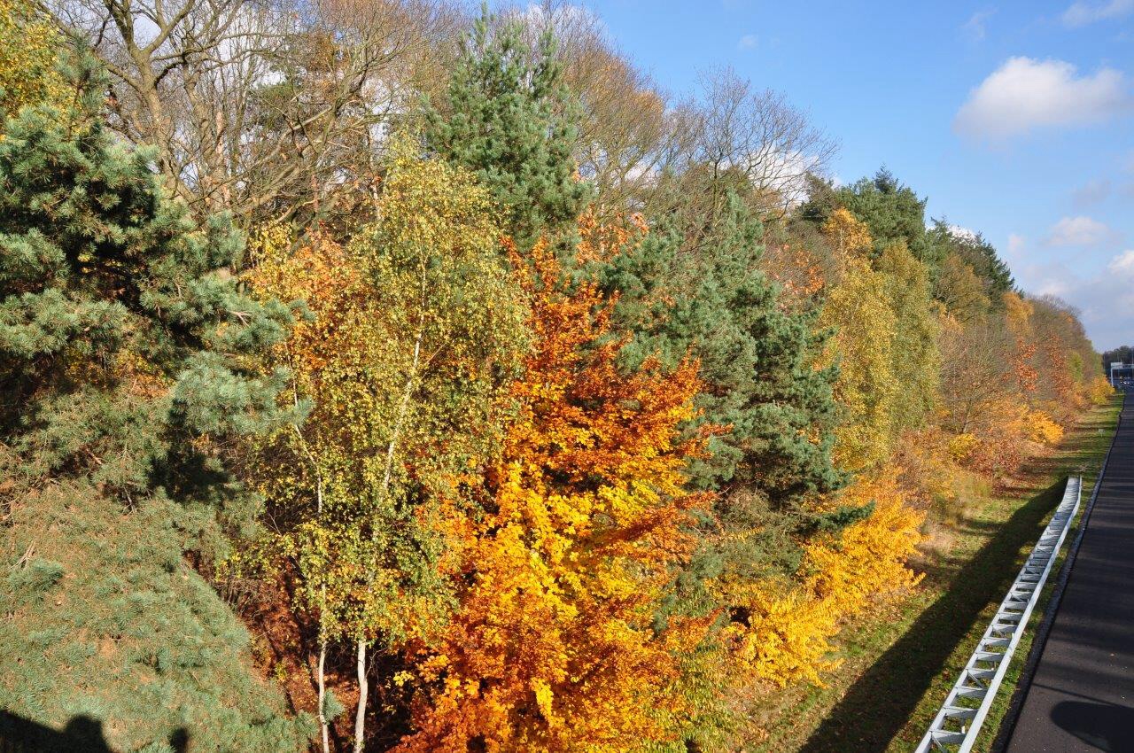 Herfst langs de snelweg