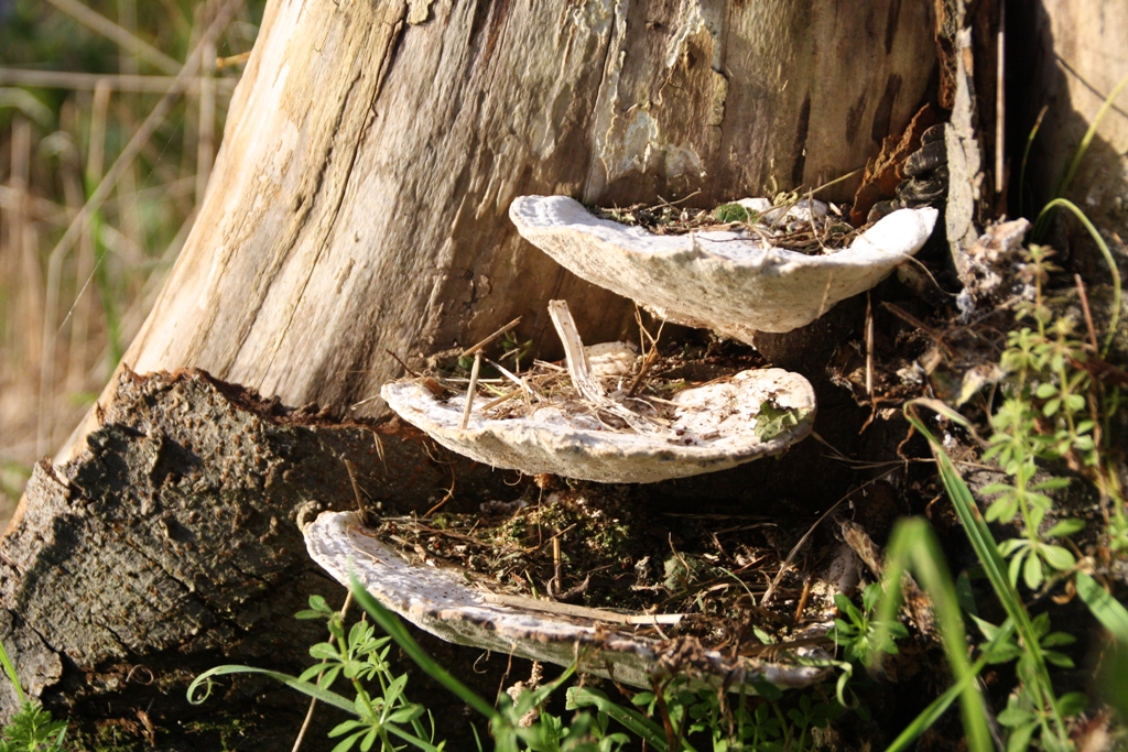 dagje in het bos