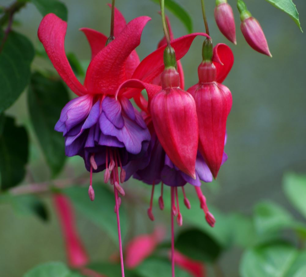 fuchsia