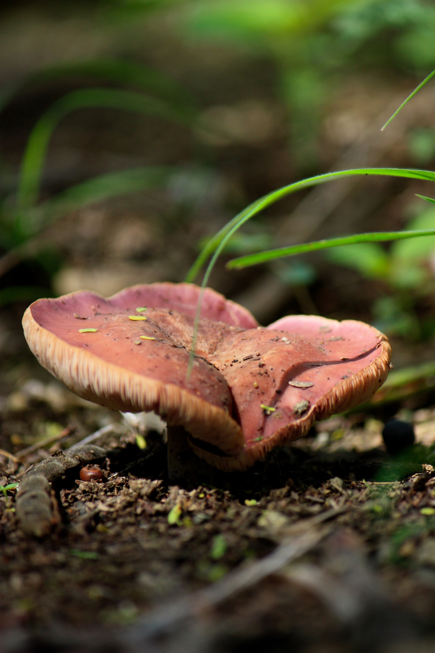 Paddestoelen op Curaçao (6)