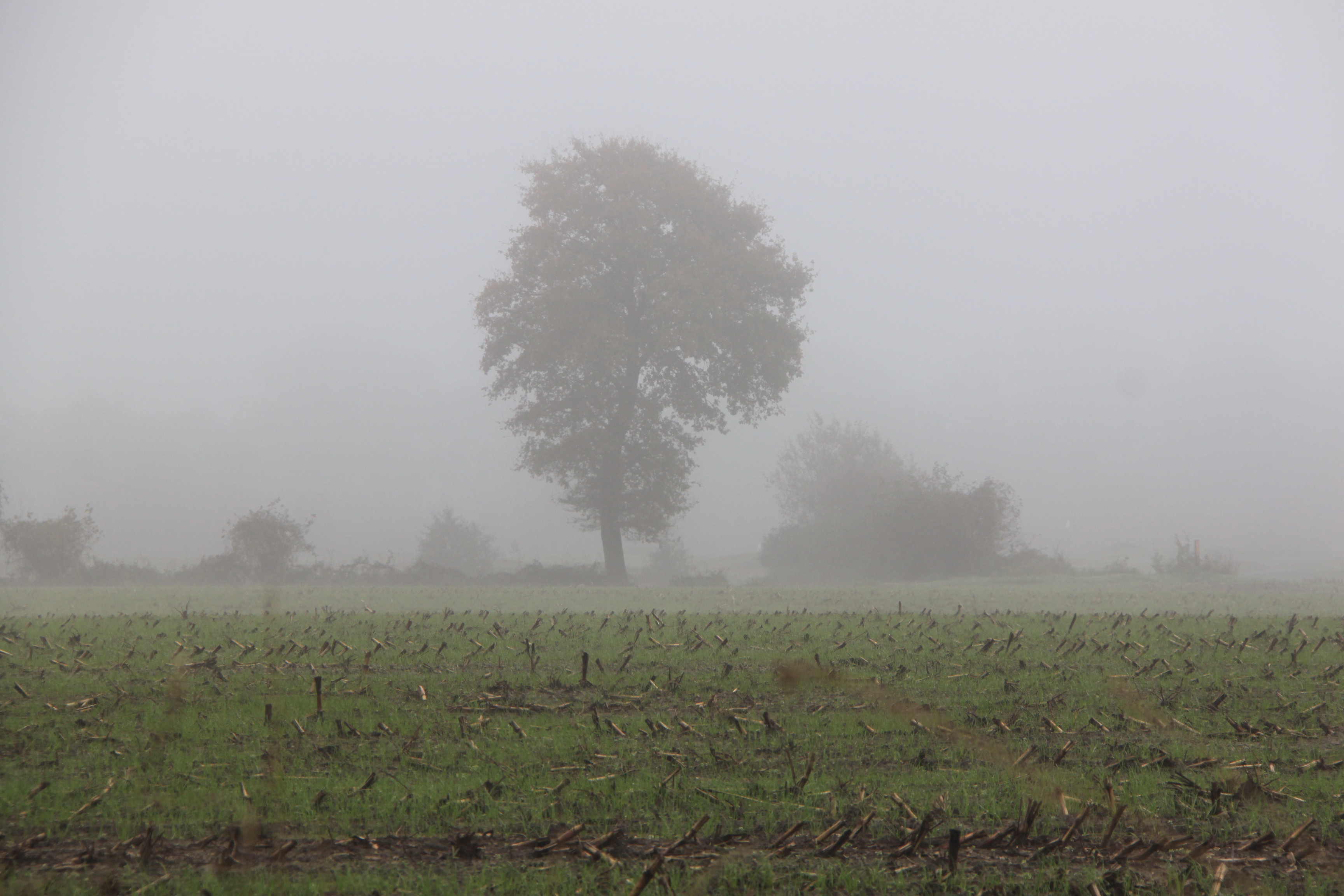 Eik in de mist