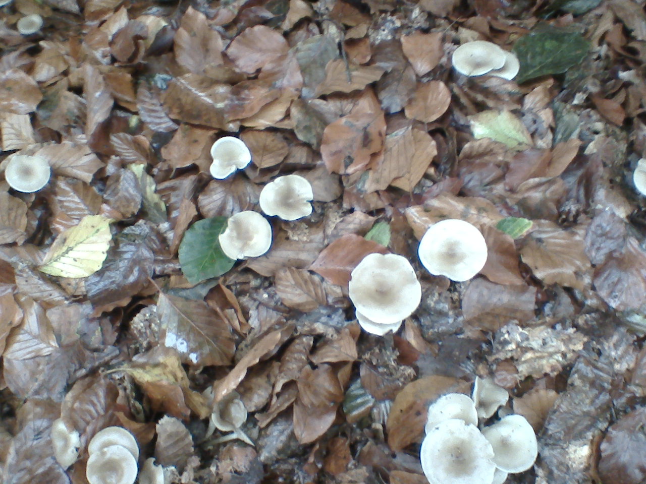 paddestoelen