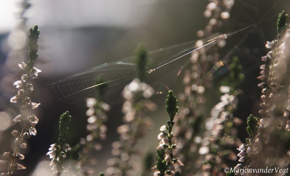 Gevangen in haar Web