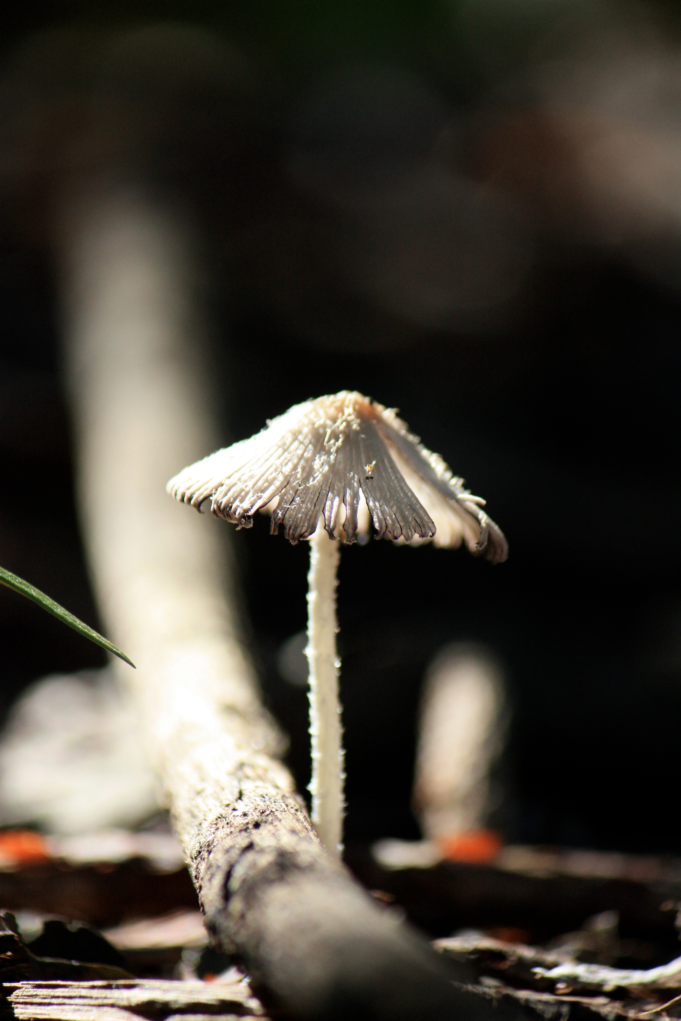 Paddestoelen op Curaçao (4)