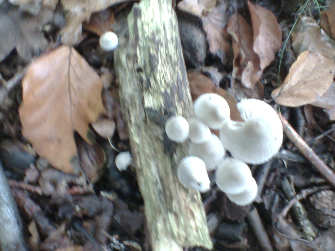 paddestoelen