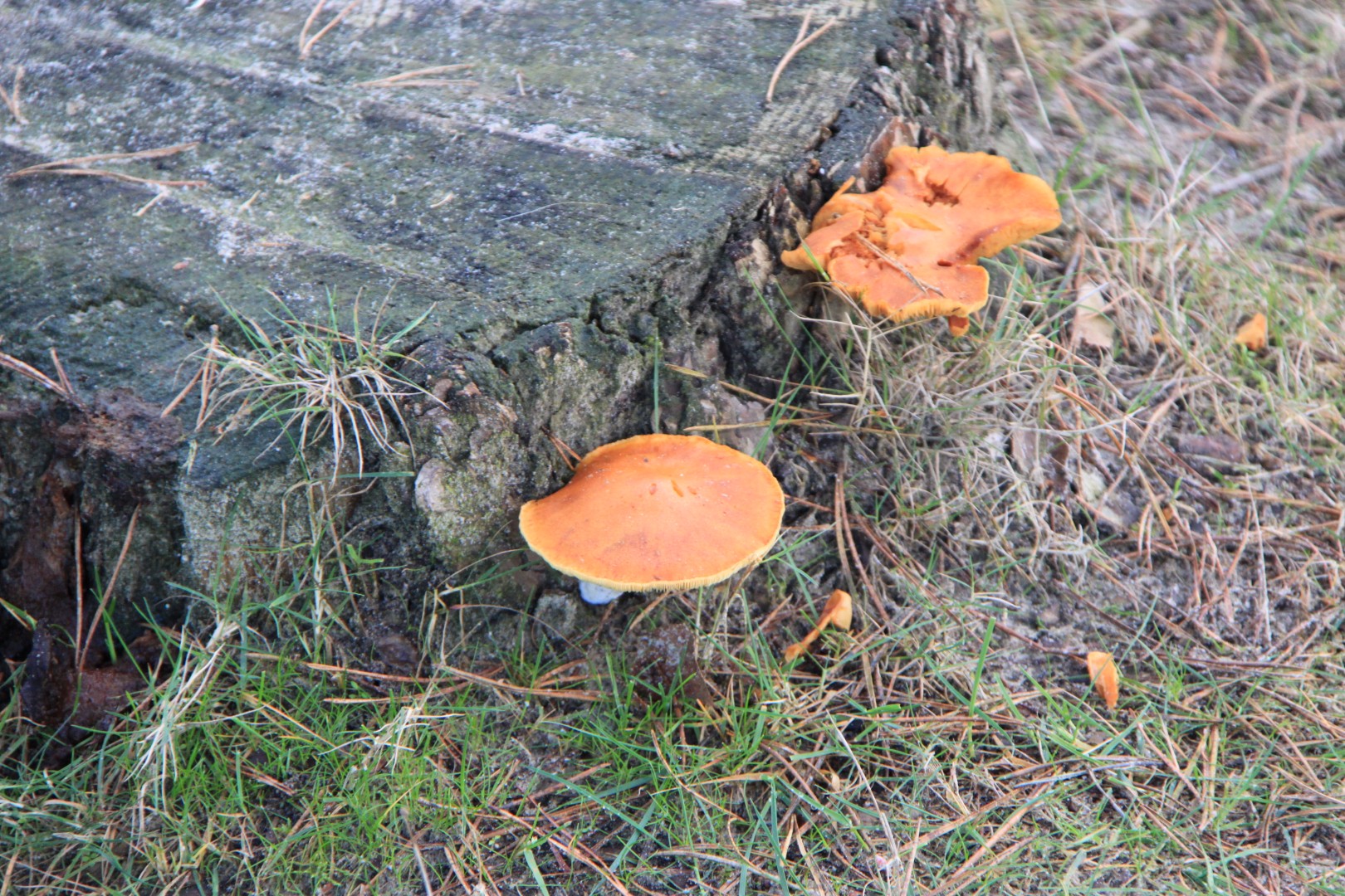 Stobbe met oranje Paddestoel