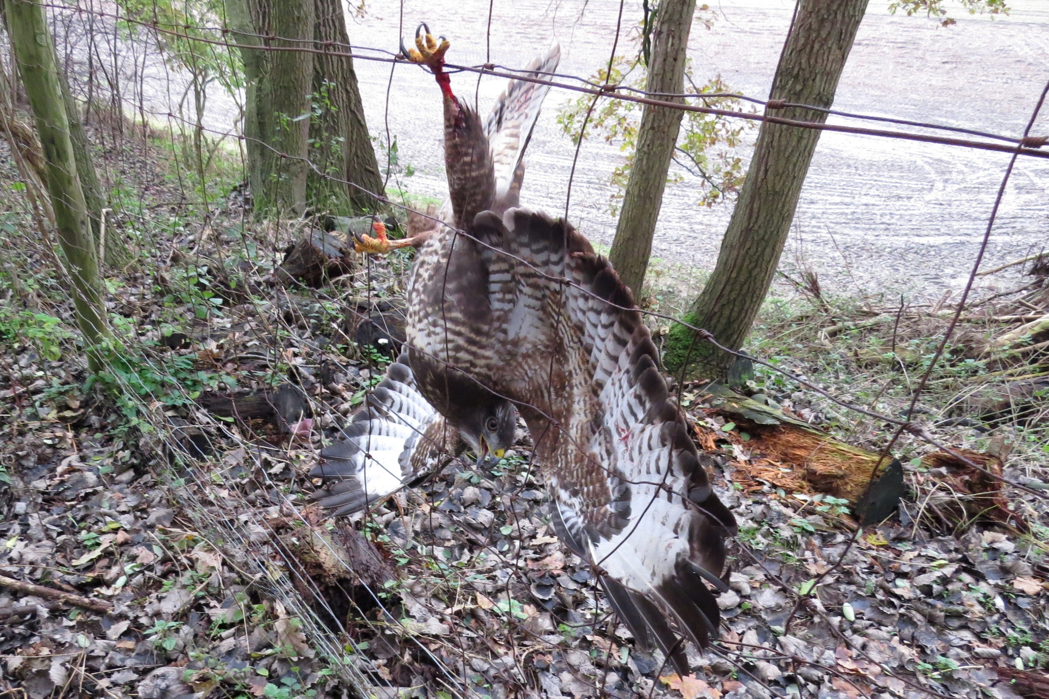 Bizarre reddingsactie