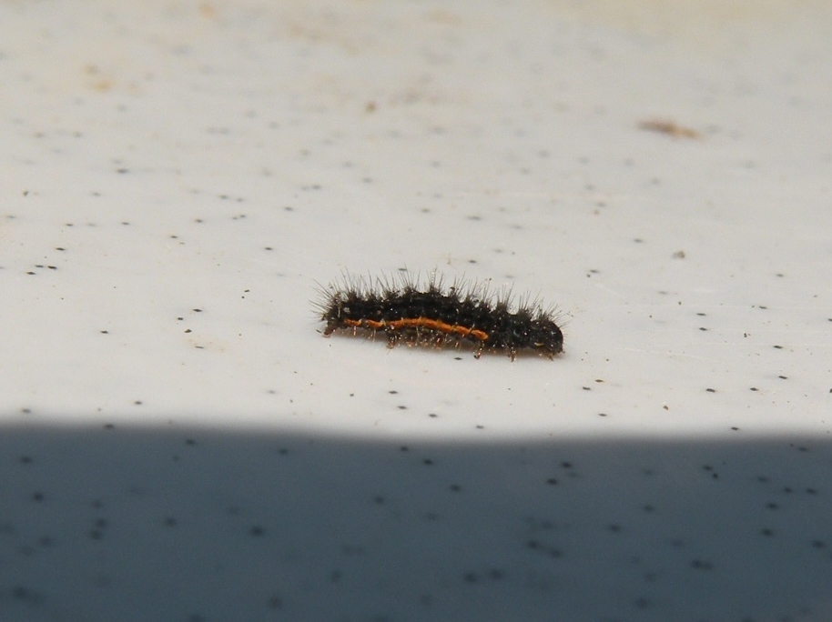 Rups 1cm