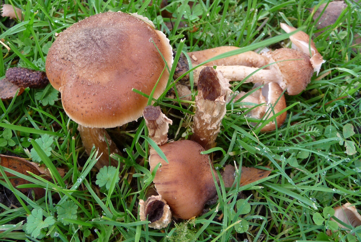 Paddenstoelen