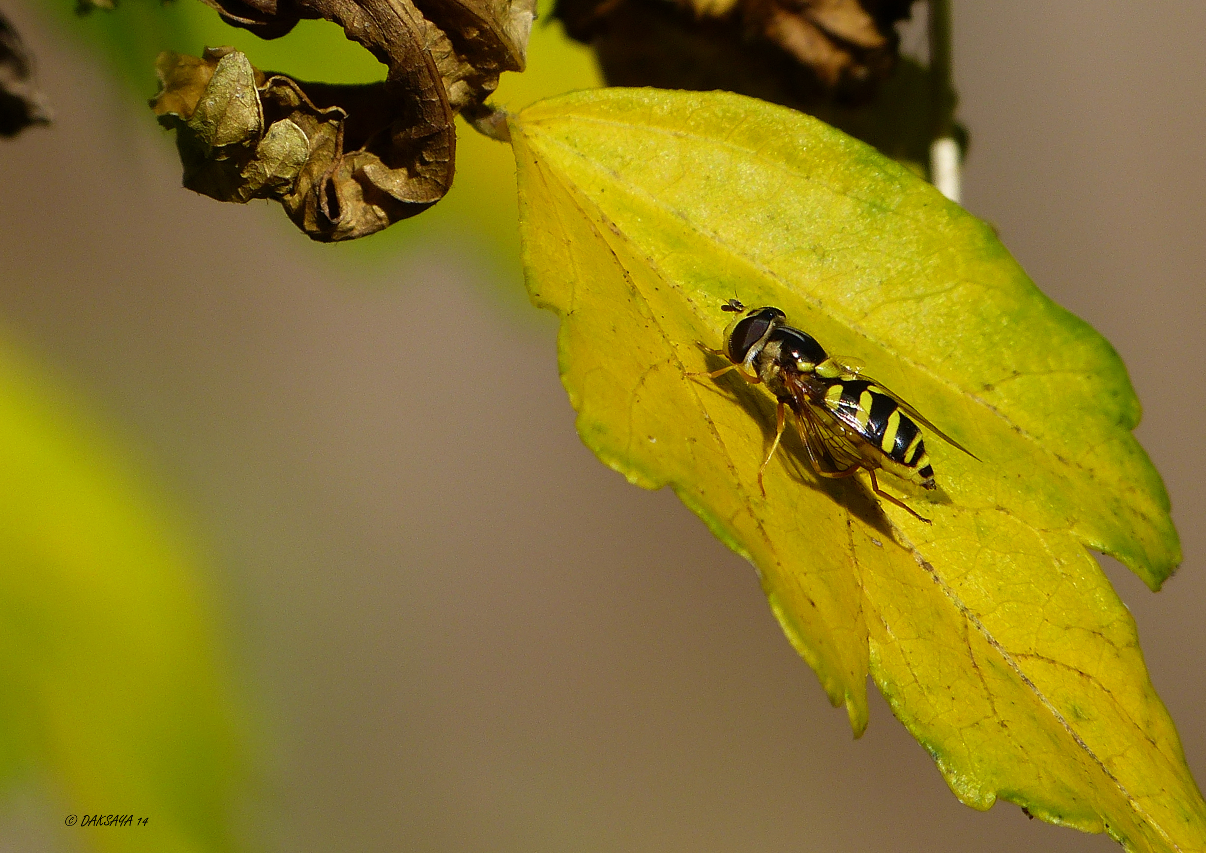 Mellow yellow (2)