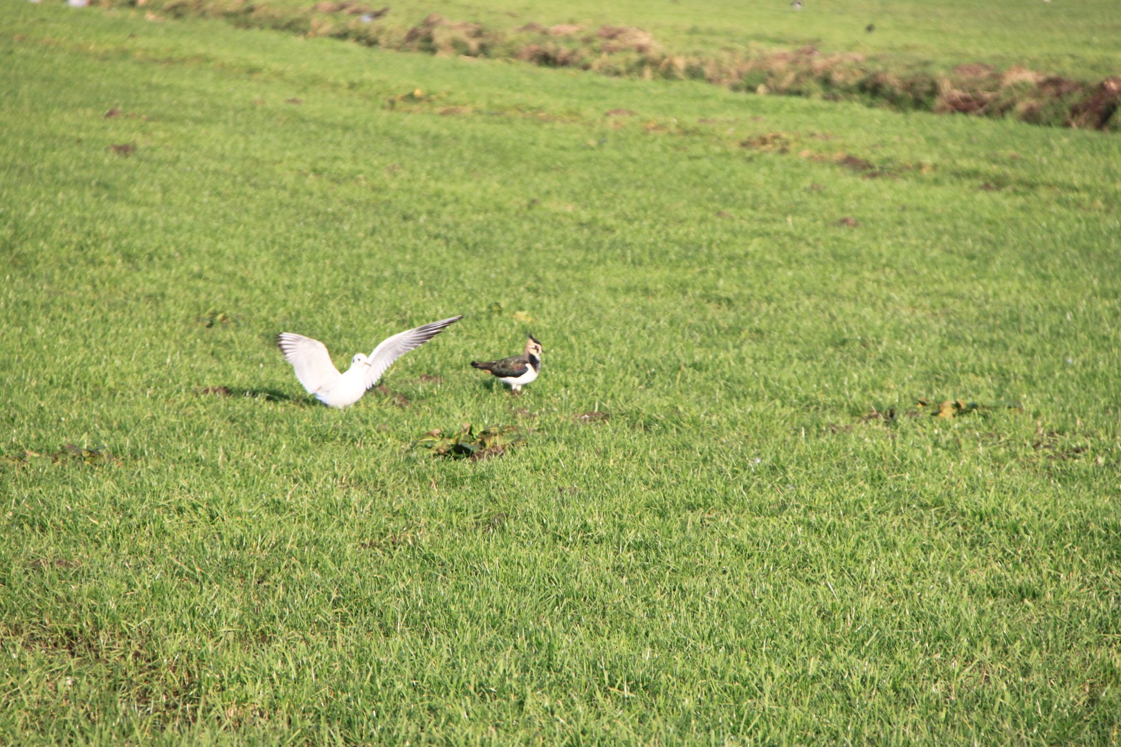 Kievit krijgt bezoek!