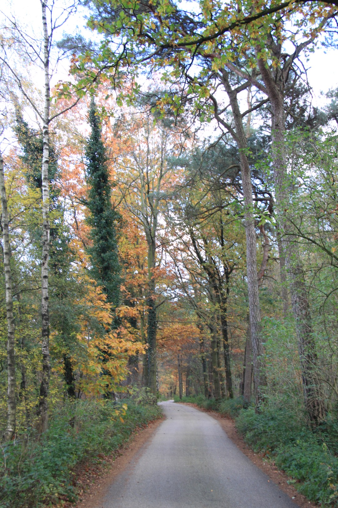 Weg over de Maarnseberg
