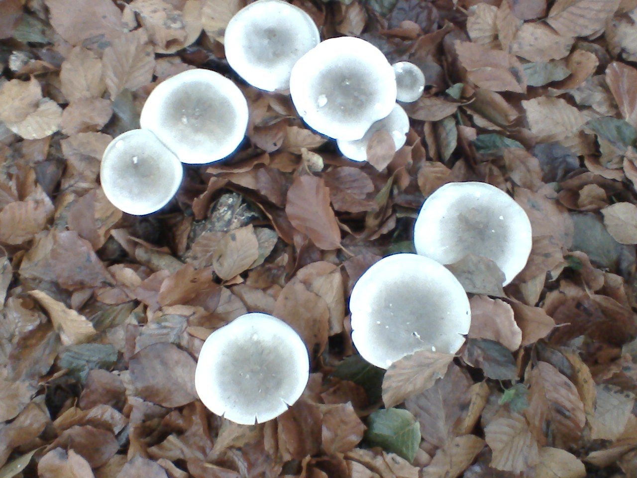 paddestoelen