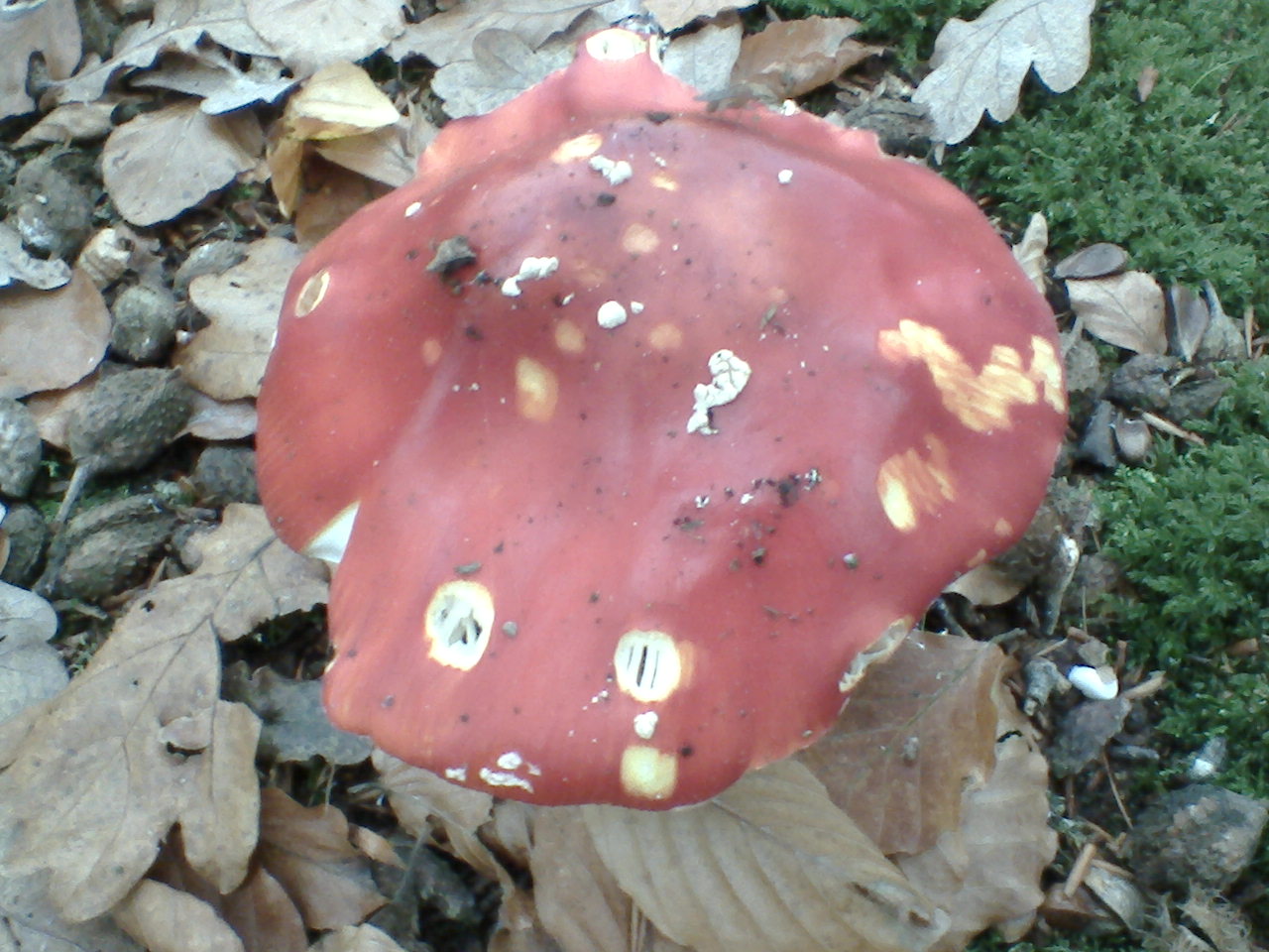 herfst