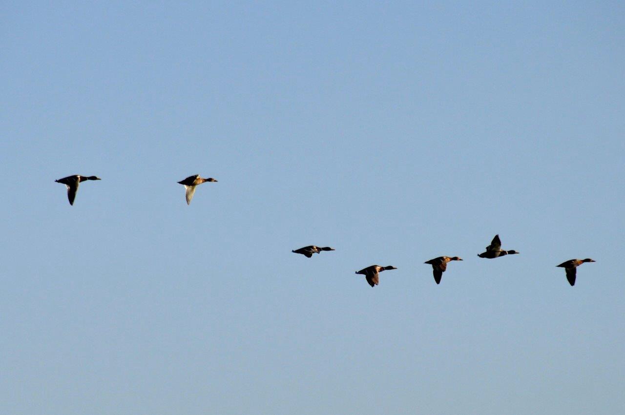 Overvliegende ganzen 