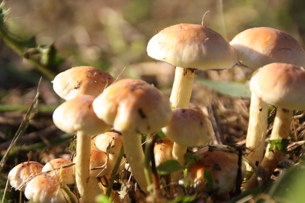 paddestoelen