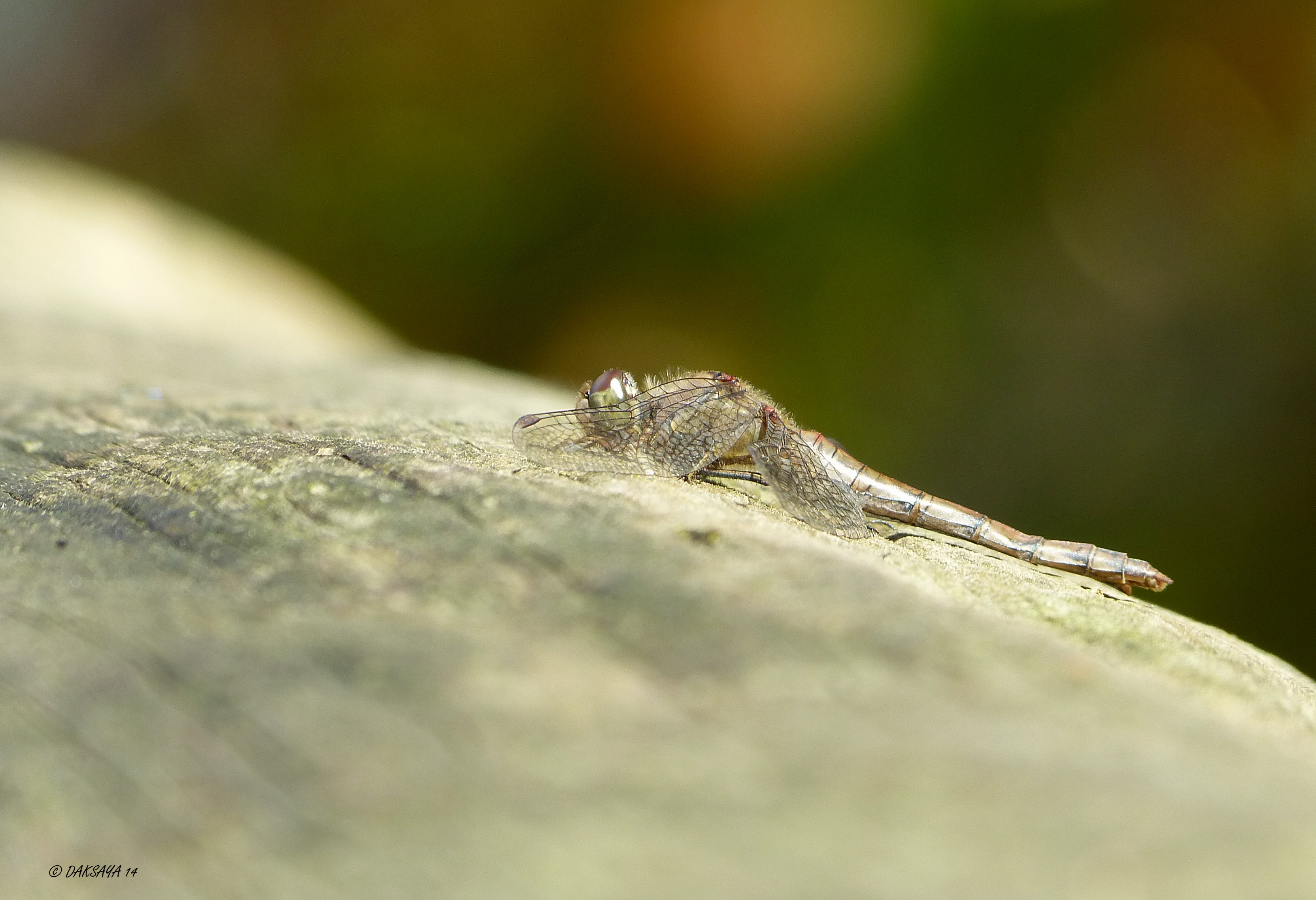 Bruinrode heidelibel