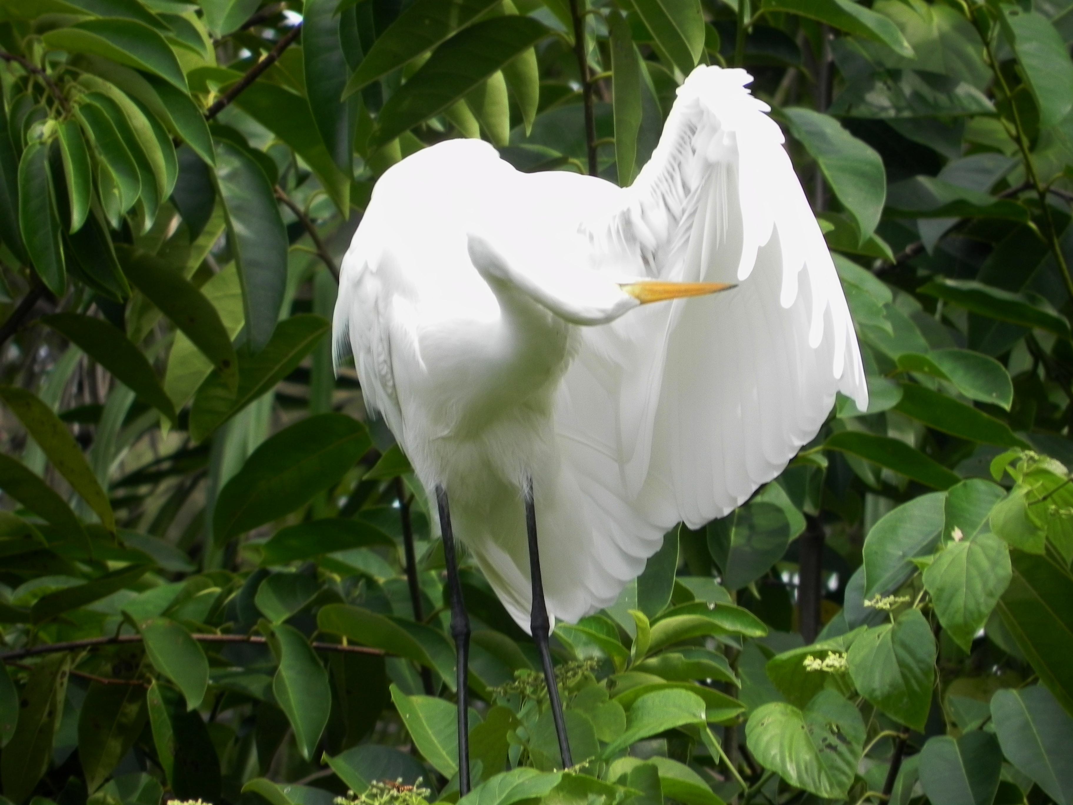 grote witte reiger