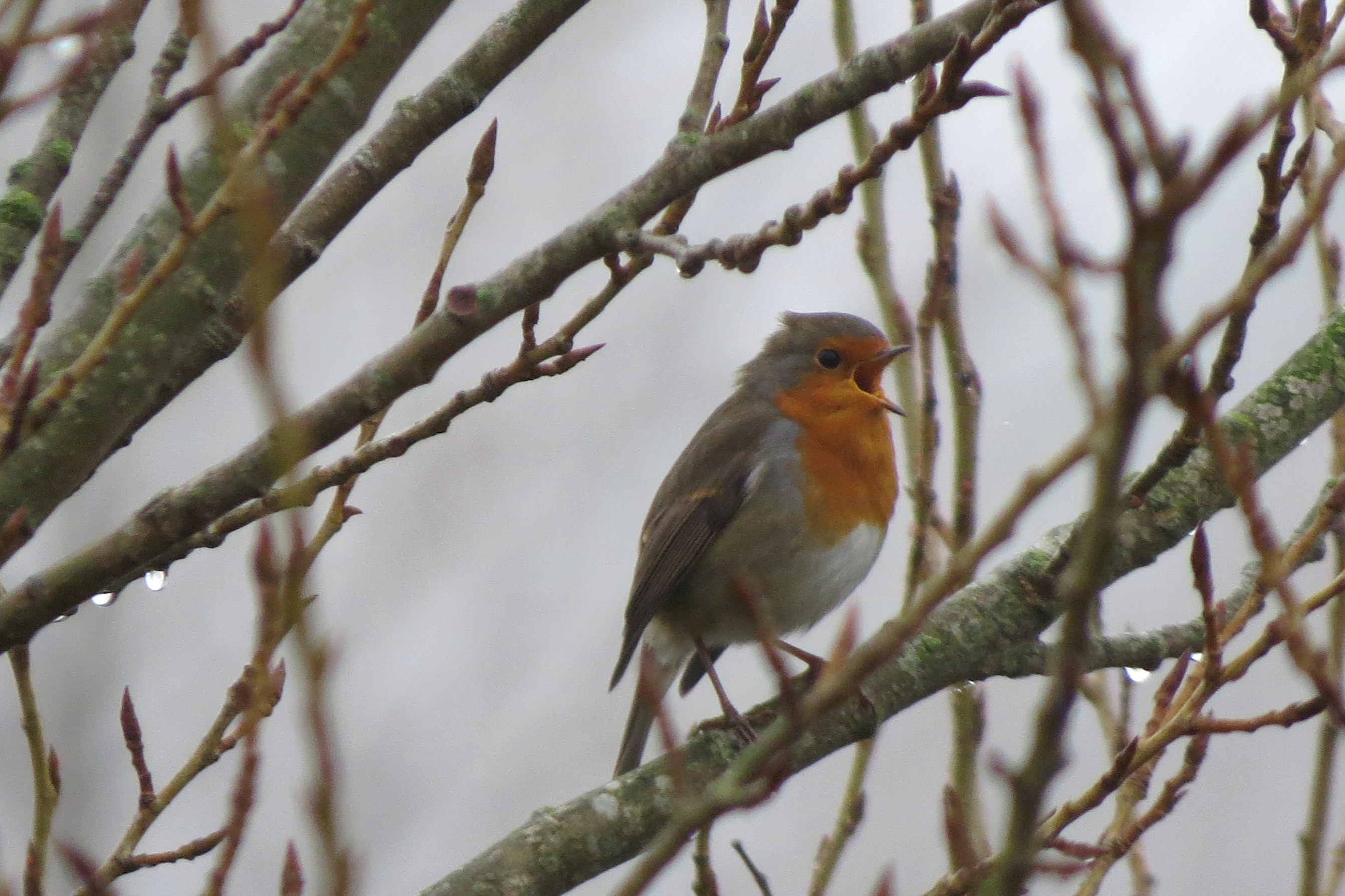 Vrolijkheid in de vroege ochtendmist