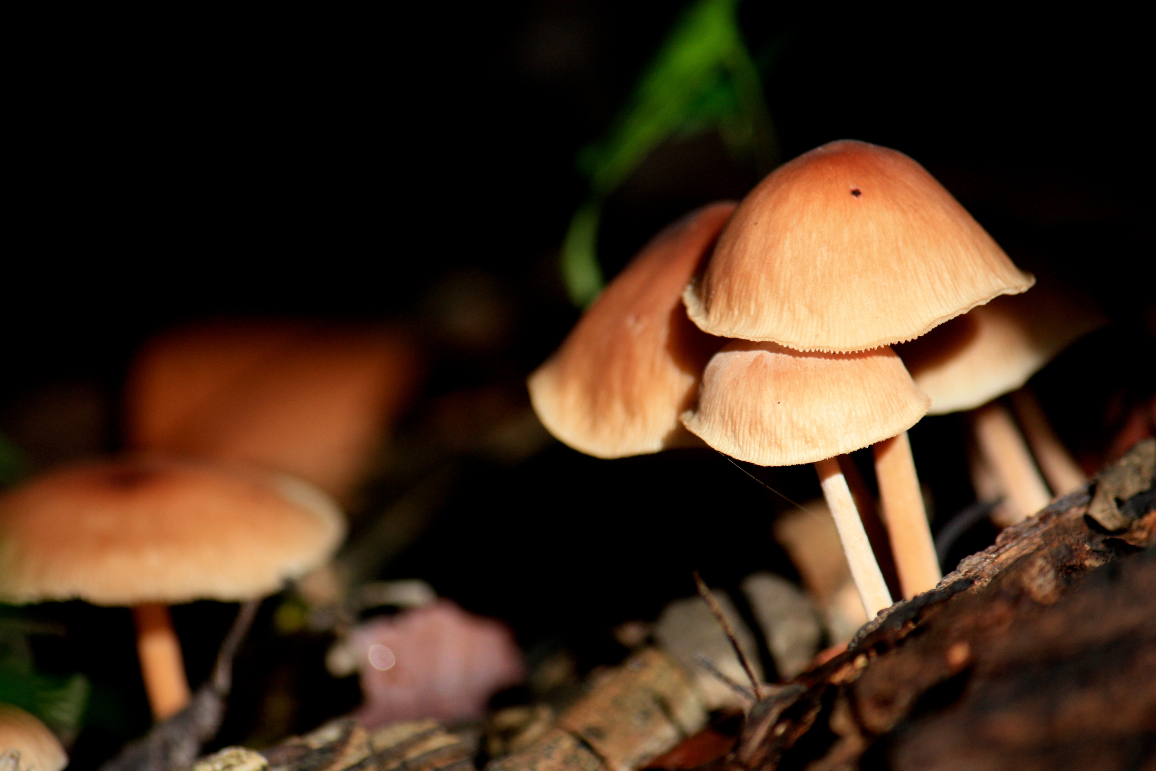 Paddestoelen op Curaçao (3)