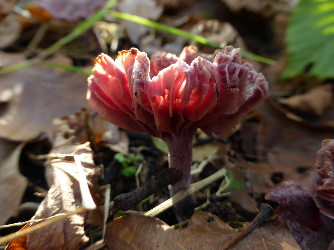 Amethistzwam of rodekoolzwam