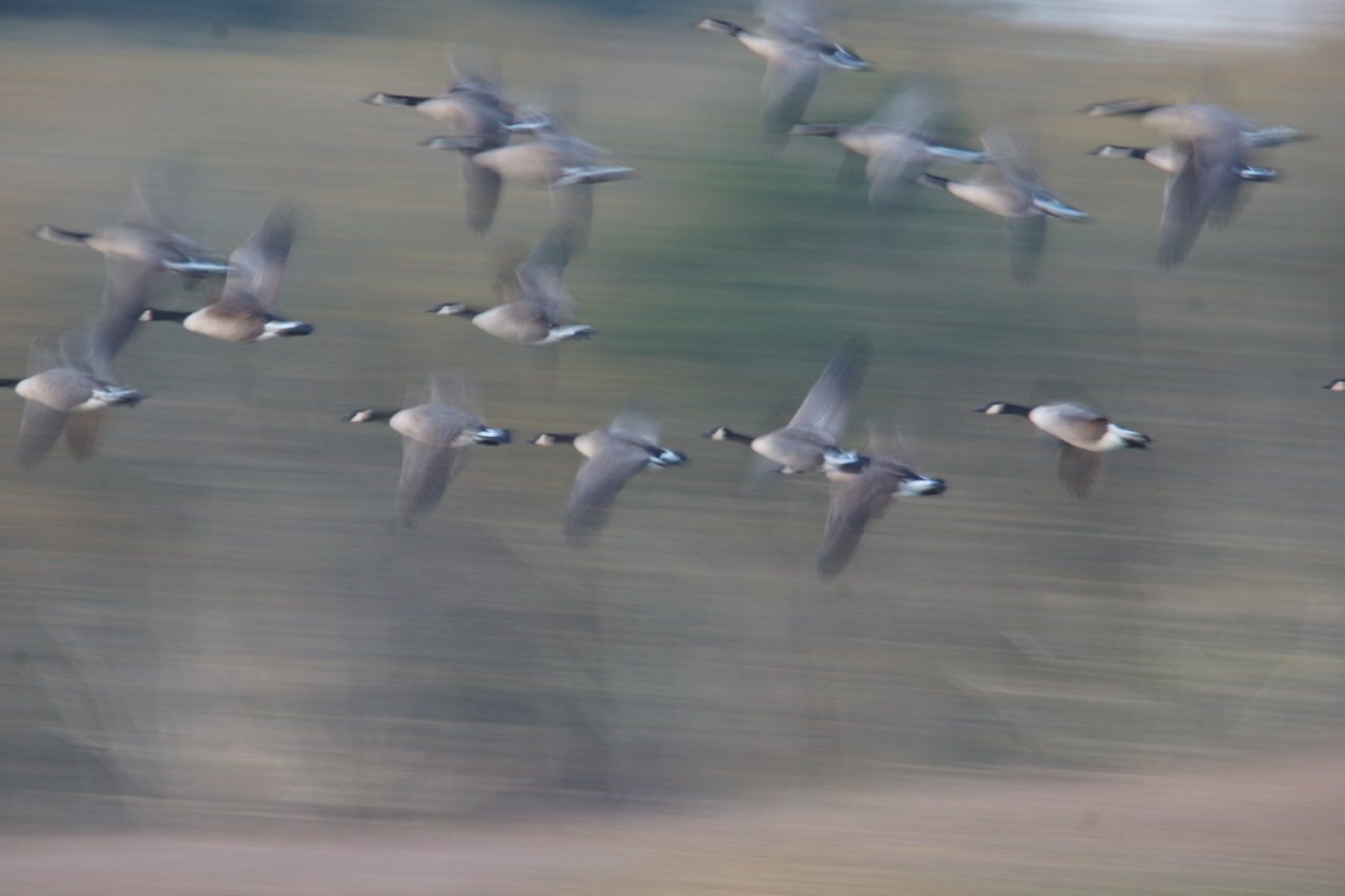 Natuurlijke Beweging 