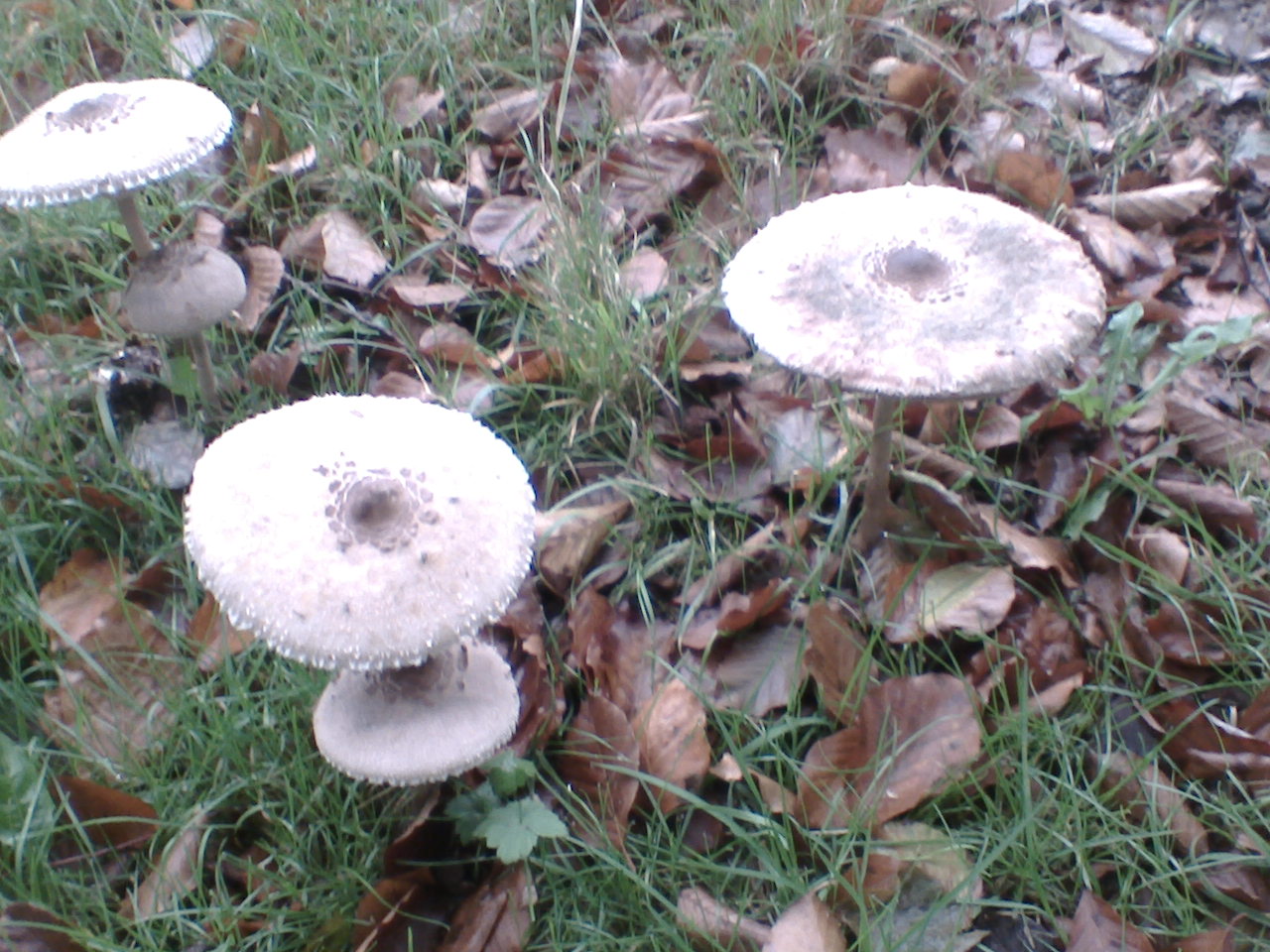 paddestoelen