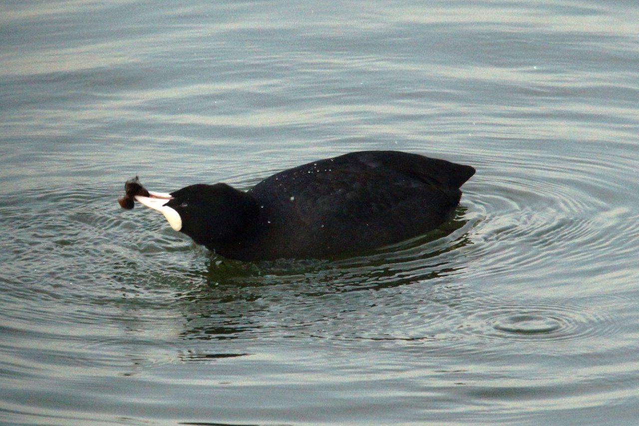 Meerkoet met mosseltjes 