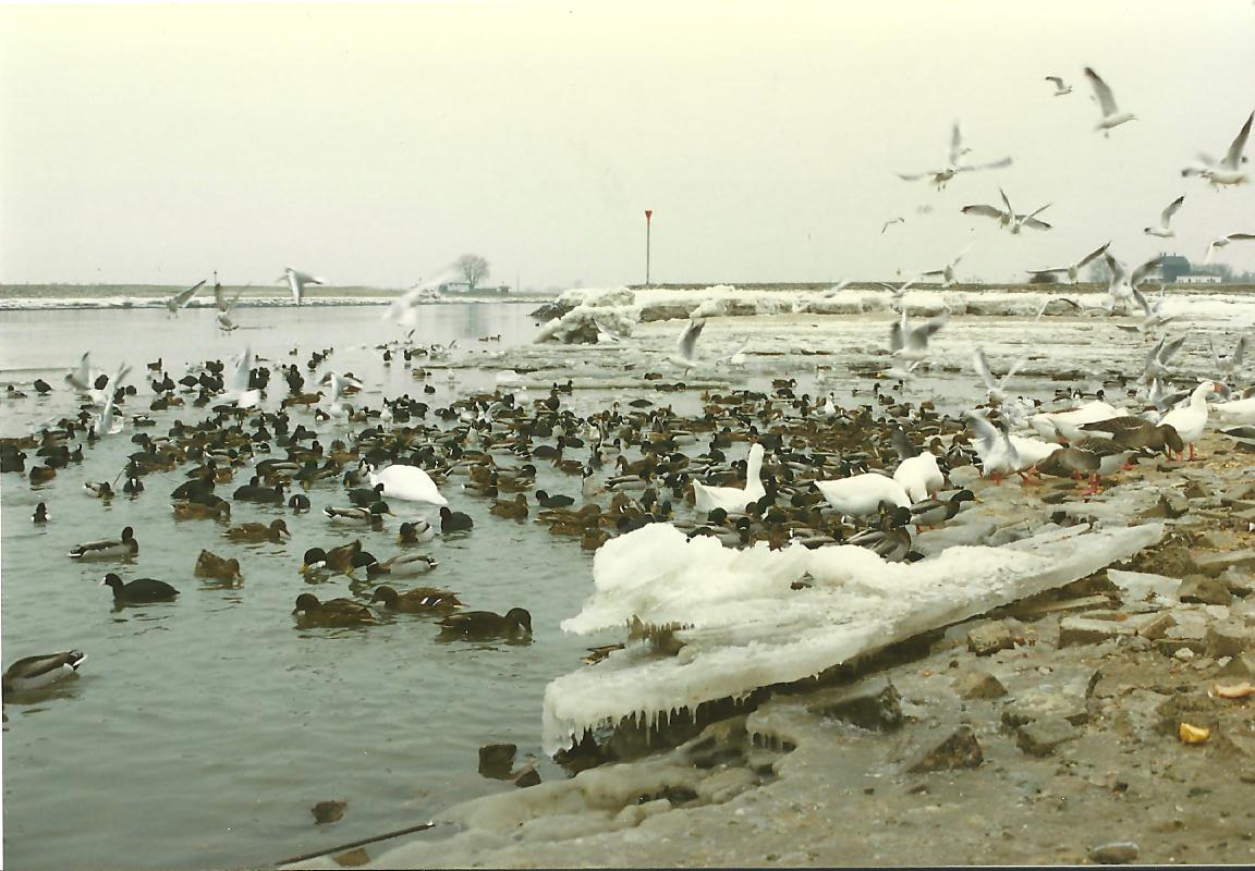 Hongerige watervogels
