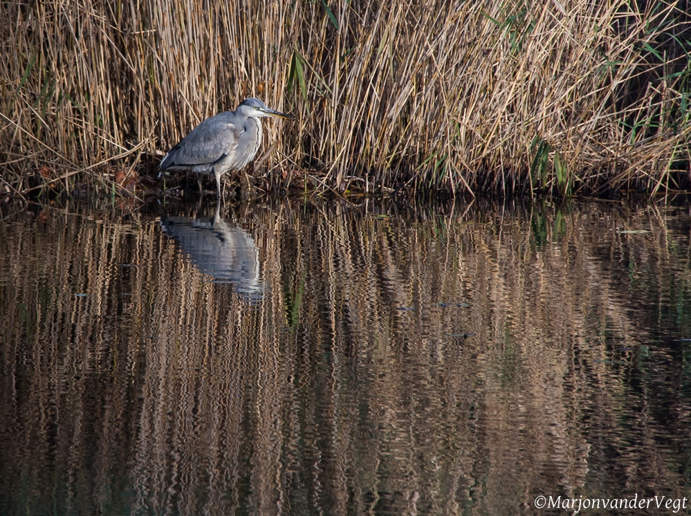 blauwe reiger