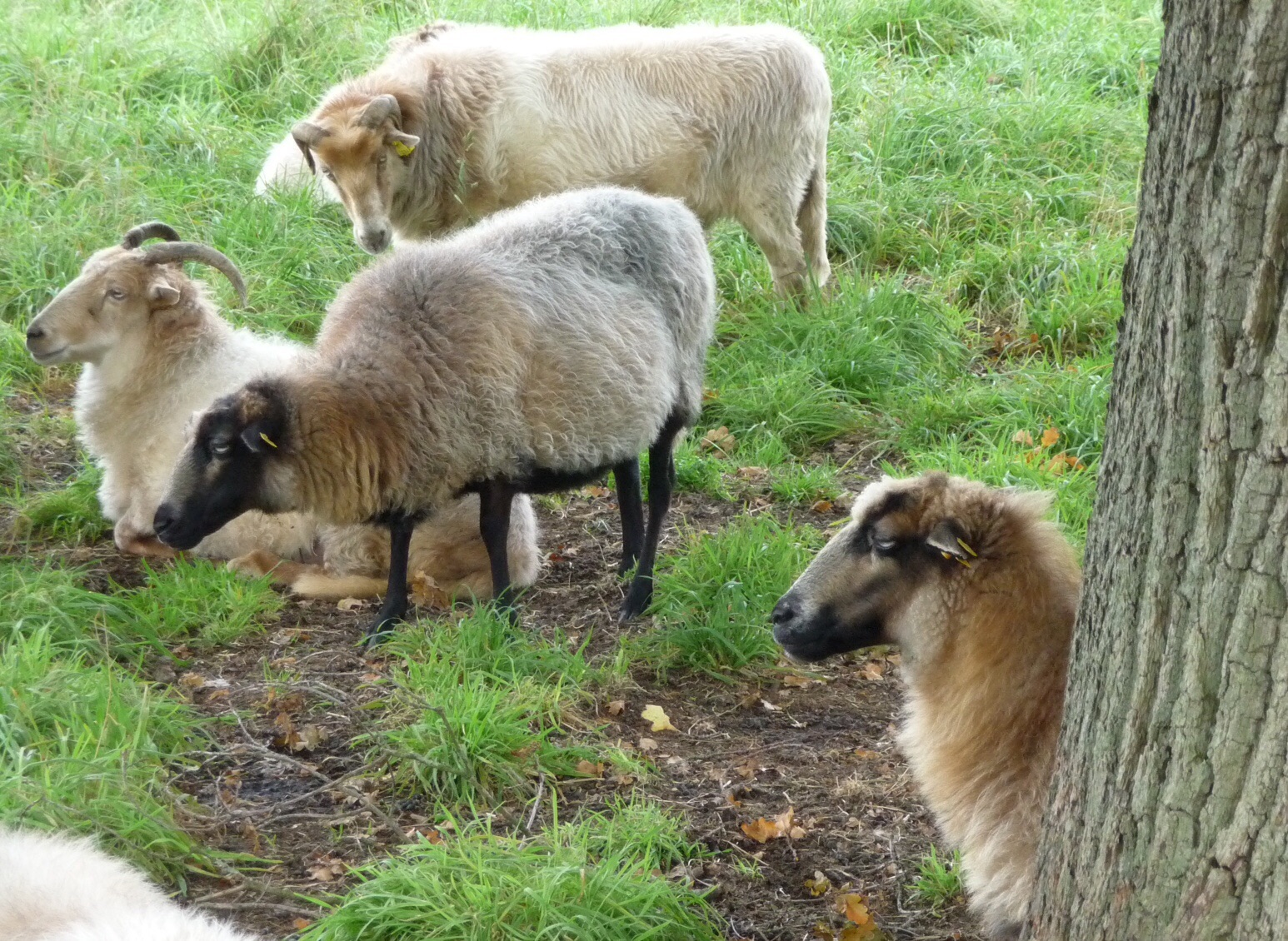 Schapen 3
